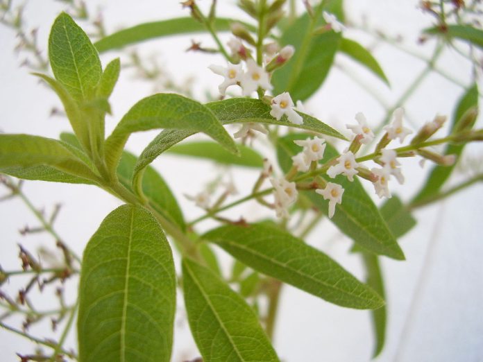 Plante medicinale și întrebuințările lor – Tufa de lămâie Plante medicinale și întrebuințările lor – Tufa de lămâie