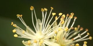 6 uleiuri esențiale care sunt necesare pentru orice femeie