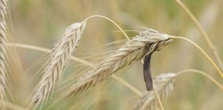 Cornul secarei, ciuperca parazitară a secarei cu un conținut toxic de alcaloizi