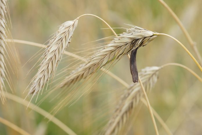 Cornul secarei, ciuperca parazitară a secarei cu un conținut toxic de alcaloizi Cornul secarei, ciuperca parazitară a secarei cu un conținut toxic de alcaloizi