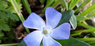 Saschiul, plantă miraculoasă în scăderea tensiunii arteriale