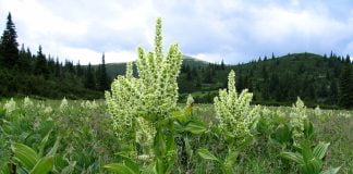 Strigoaia, plantă medicială folosită în scop homeopatic