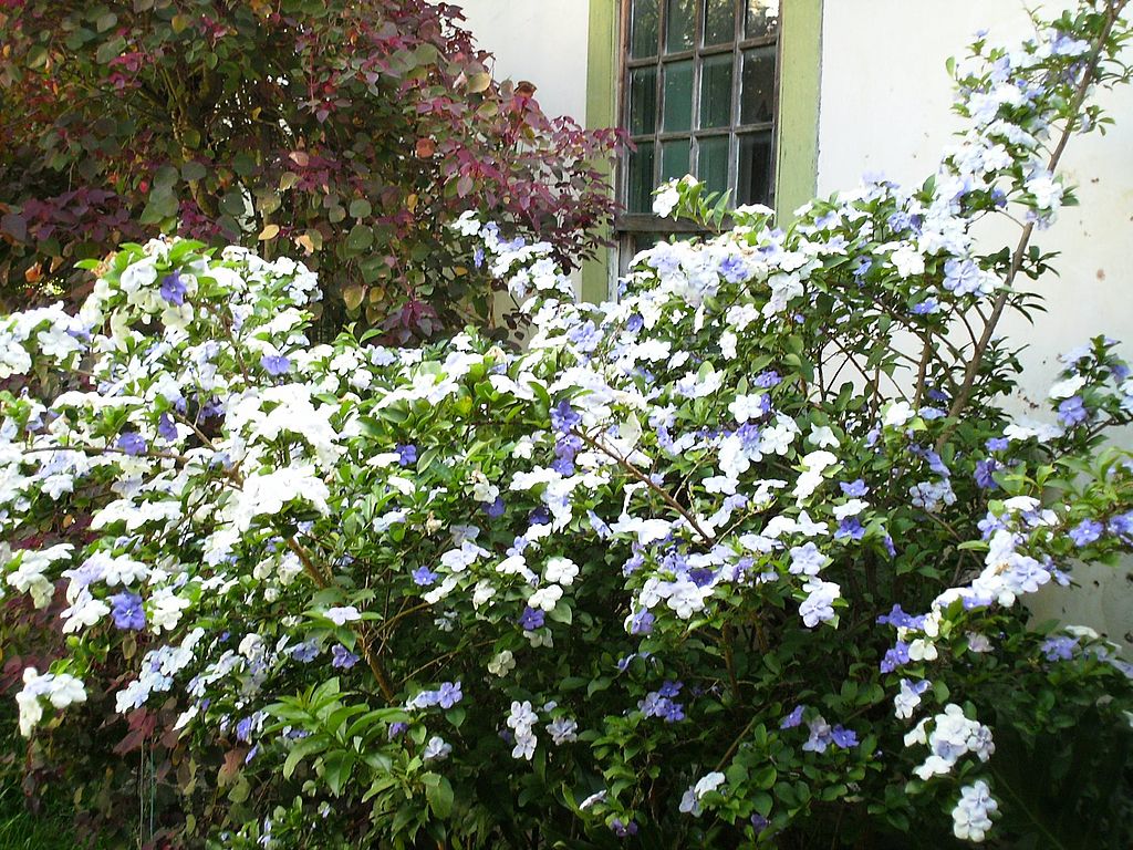 Brunfelsia