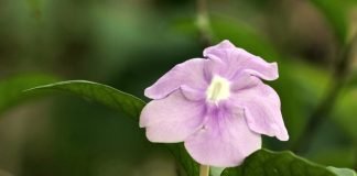 Plante medicinale și întrebuințările acestora - Brunfelsia