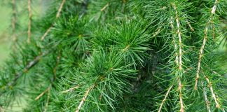 La ce este folosit uleiul de cedru și cum poate ajuta acesta organismul