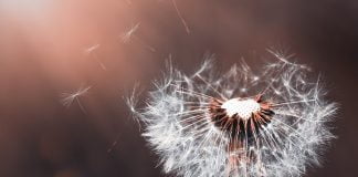 Păpădia – o plantă prețioasă pentru sănătate