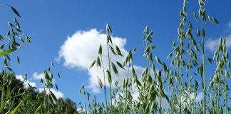 Vindecă-te cu cereale! – Sucurile de orz și ovăz verde