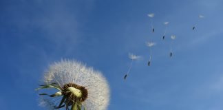 Suplimente necesare pentru digestie - plantele cu gust amar