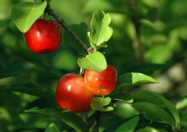 Acerola