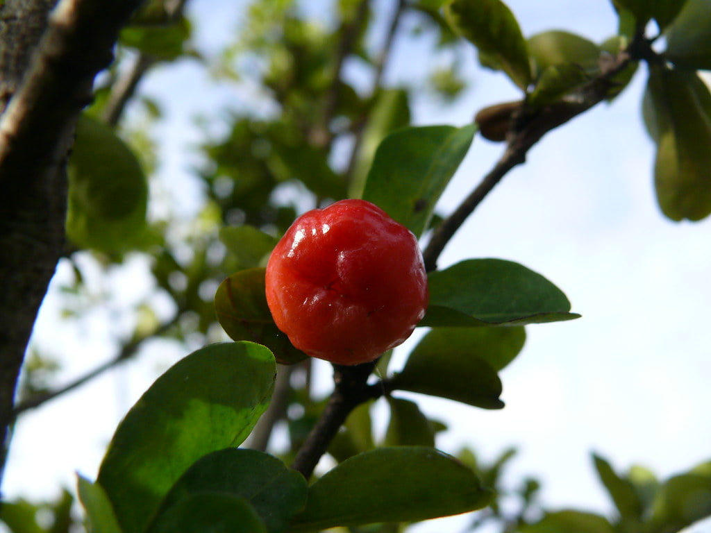 Malpighia glabra