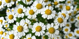 Plante medicinale, aromatice, de îngrijire eficientă a pielii