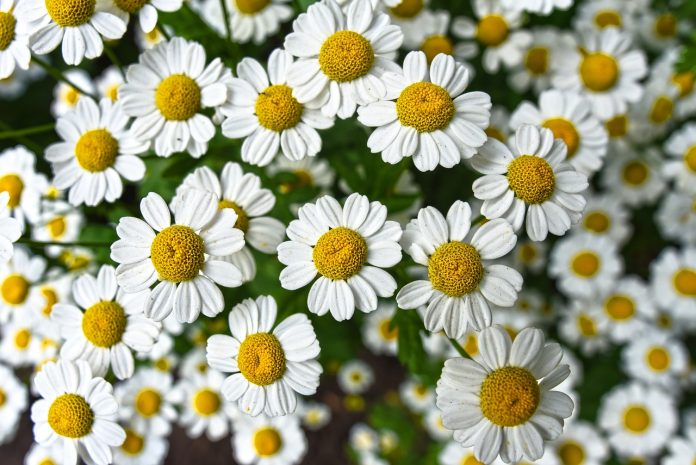 Plante medicinale, aromatice, de îngrijire eficientă a pielii Plante medicinale, aromatice, de îngrijire eficientă a pielii