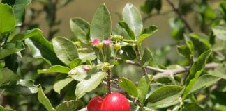 Vișină de Barbados (Malpighia glabra), arbust tropical cu fructele ca cireșele