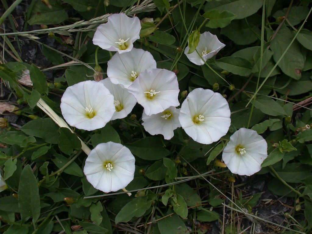 Volbura sau Convolvulus arvensis