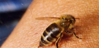 Ai suferit o înțepătură de albină Află care sunt soluțiile eficiente de tratament naturist pentru înțepăturile de albină