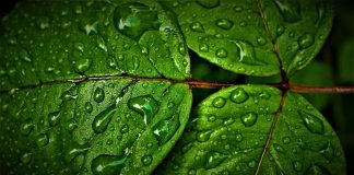 Care sunt efectele clorofilei asupra organismului