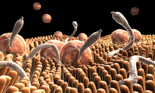 cum să tratezi viermii infecțioși adaptarea morfologică a paraziților