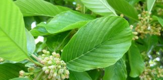 Află proprietățile ceaiului din coajă de Cascara sagrada (Frangula purshiana)