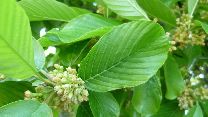 Află proprietățile ceaiului din coajă de Cascara sagrada (Frangula purshiana) Află proprietățile ceaiului din coajă de Cascara sagrada (Frangula purshiana)