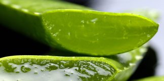 Aloe vera – Află câte avantaje ai prin folosirea acestui produs natural!