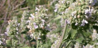 Clismă cu ceai de iarba mâței pentru tratamentul constipației și curățarea colonului Clismă cu ceai de iarba mâței pentru tratamentul constipației și curățarea colonului