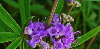 Copacul castității (Vitex agnus-castus) sau piperul călugărilor