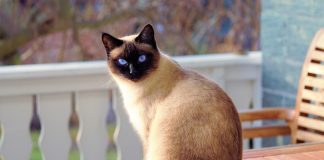 Pisicile, purtătoarele toxoplasmozei cresc riscul infecțiilor la oameni