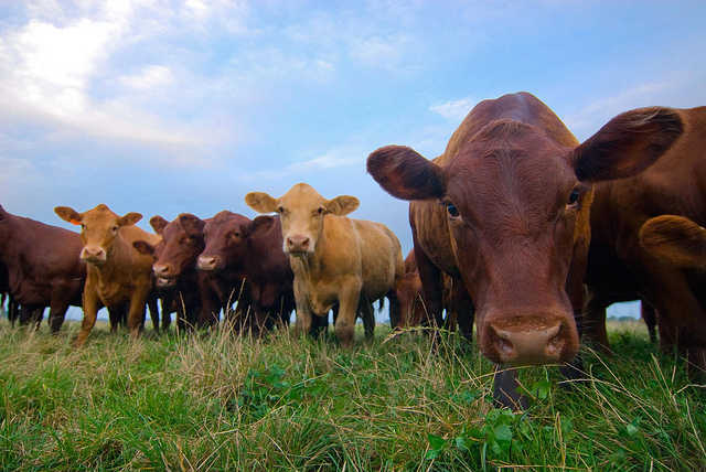 Vaci hrănite cu iarbă proaspătă, Foto: onegreenplanet.org
