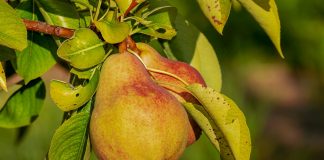 Perele tratează anemia – Află ce alte afecțiuni poți vindeca dacă mănânci pere