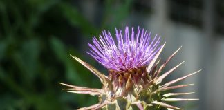 3 plante care mențin sănătatea ficatului - Află care sunt acestea!