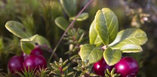 Merișoare – Descoperă savoarea acestor fructe care cresc imunitatea organismului!