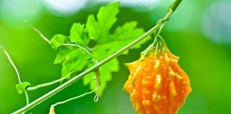 Momordica charantia, fruct tropical benefic pentru sănătate