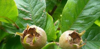 Moșmonul, un arbust cu proprietăți benefice pentru sănătate – Află cât de bune sunt fructele sale