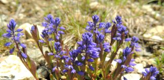 Tratament naturist cu planta amăreala – Polygala amara