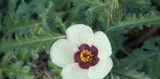 Zămoșița (Hibiscus trionum), o plantă medicinală benefică pentru rinichi