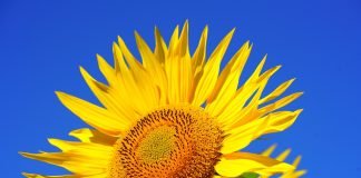 Semințe de floarea-soarelui albe – Avantajele introducerii lor în dietă