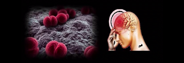 Bacteria Neisseria meningitidis care provoacă meningita