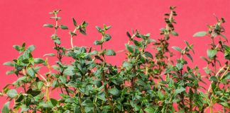 Cimbrul – Cel mai bun remediu natural pentru afecțiunile respiratorii, gripă și răceală