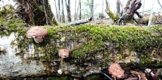 Dieta macrobiotică – regim de curățare și vindecare a organismului