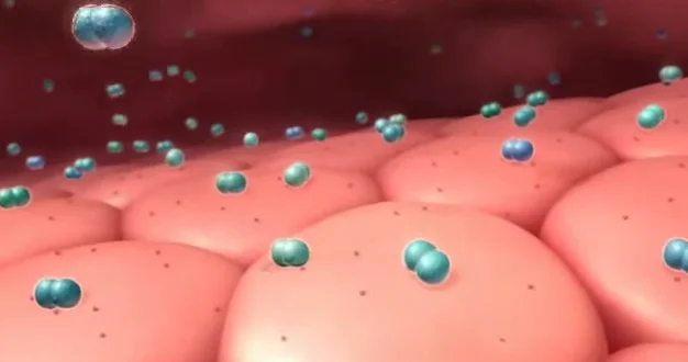 Mecanism de infecție cu bacterii în meningită