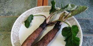 Rădăcina de brusture ajută în tratamentul acneei, psoriazisului și eczemelor pielii