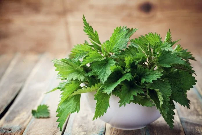 Urzica, plantă medicinală, beneficii și întrebuințări