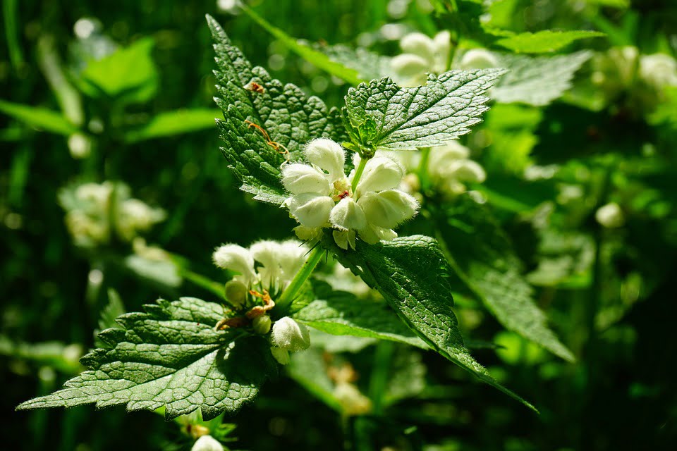 Urzica, plantă medicinală – Beneficii și întrebuințări - BodyGeek