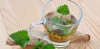 Urzica, o plantă care apare primăvara – 10 beneficii pentru sănătate
