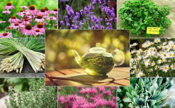 Plante medicinale pentru revitalizarea organismului 1-ceai-din-plante-medicinale