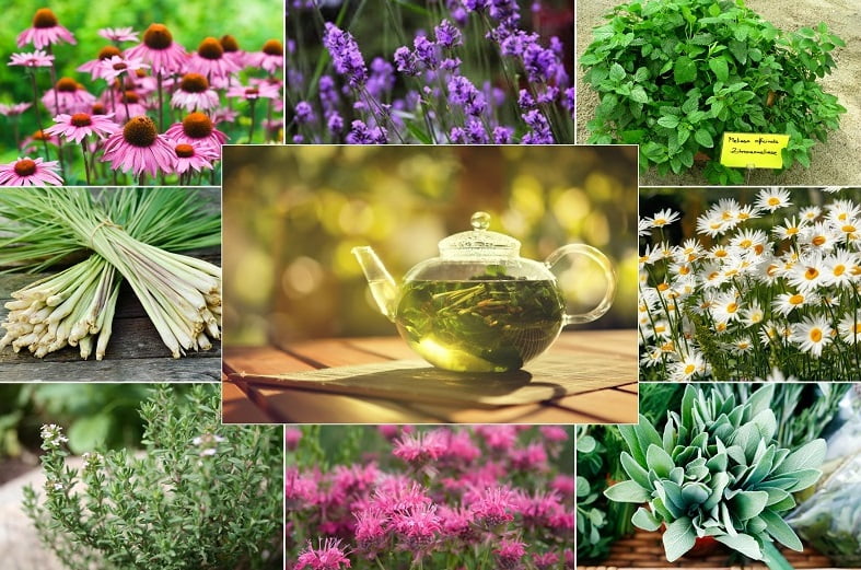 slimming ceai de plante medicinale