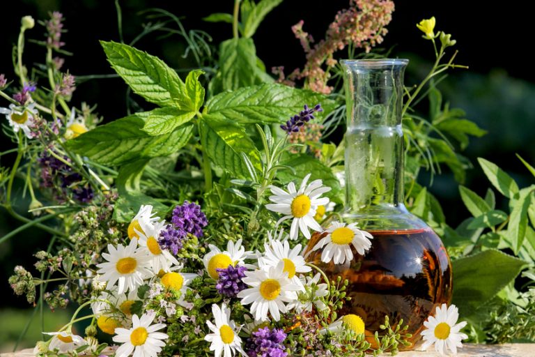 Plante Medicinale Pentru Revitalizarea Organismului BodyGeek plante-medicinale-pentru-revitalizarea-organismului-bodygeek