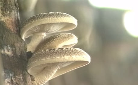 Cultivarea ciupercilor Shiitake