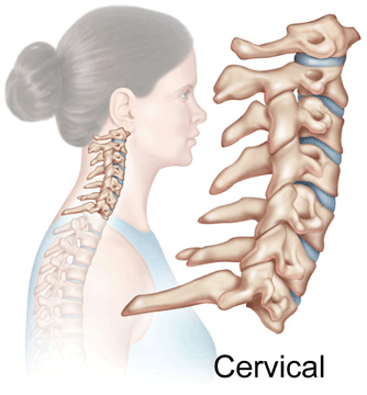 Zona cervicală a coloanei vertebrale