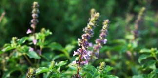 1-planta-tulsi-busuiocul-sfant
